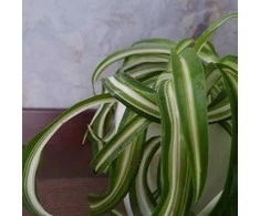 Chlorophytum comosum Bonnie