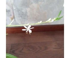 Chlorophytum Lemon