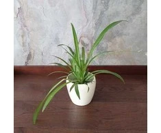 Chlorophytum Lemon