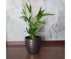 Chrysolidocarpus lutescens