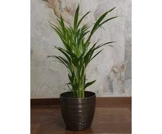 Chrysolidocarpus lutescens