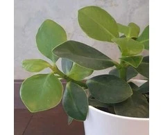 Clusia rosea Princess