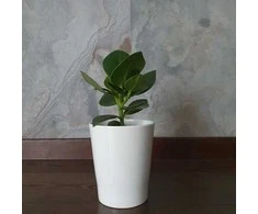 Clusia rosea Princess