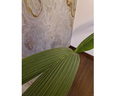 Coco nucifera