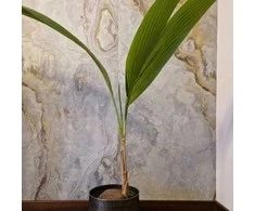 Coco nucifera