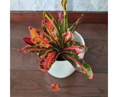 Codiaeum variegatum Mammi