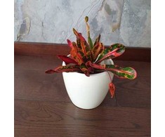 Codiaeum variegatum Mammi