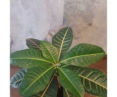 Codiaeum variegatum Petra