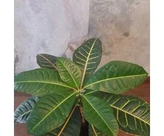 Codiaeum variegatum Petra