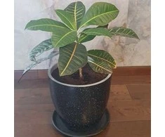 Codiaeum variegatum Petra