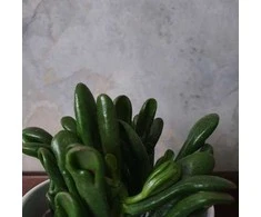 Crassula ovata Raudona Hoorn Tree