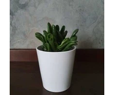 Crassula ovata Raudona Hoorn Tree