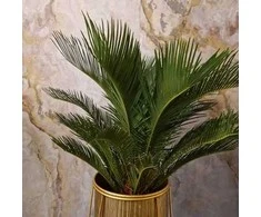 Cycas Revoluta