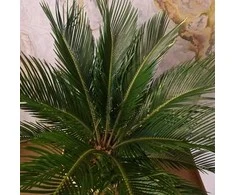 Cycas Revoluta