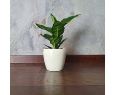 Dieffenbachia Žalias Magic