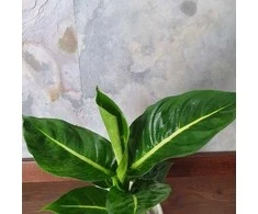 Dieffenbachia Žalias Magic