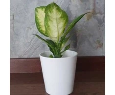 Dieffenbachia maculata Camilla