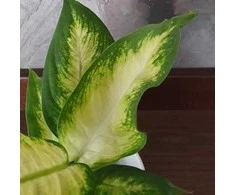 Dieffenbachia maculata Camilla