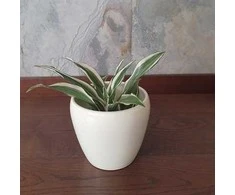 Dracaena Fragrans Baltas Jewel