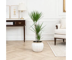 Dracaena marginata, 100 cm