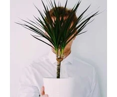 Dracaena marginata Magenta