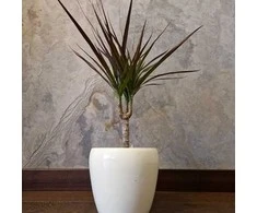 Dracaena marginata Magenta