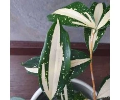 Dracaena surculosa Milky Way