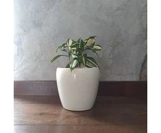 Dracaena surculosa Milky Way