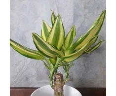 Dracena wonna Geltona Coast