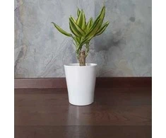 Dracena wonna Geltona Coast