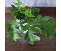Epiphyllum chrysocardium