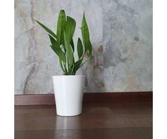 Epipremnum amplissimum