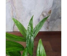 Epipremnum amplissimum