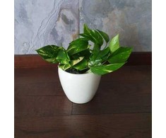 Epipremnum aureum