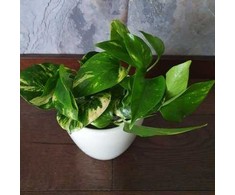 Epipremnum aureum