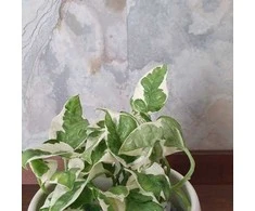 Epipremnum aureum Joy