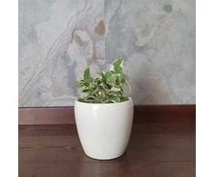 Epipremnum aureum Joy