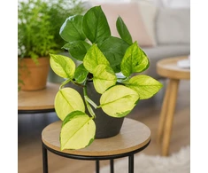 Epipremnum aureum Manjula Golden