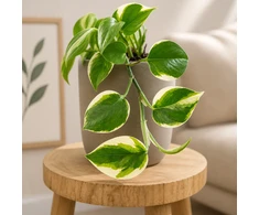 Epipremnum aureum Manjula Poonsin