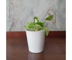 Epipremnum aureum Snow queen