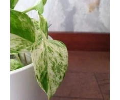 Epipremnum aureum Snow queen