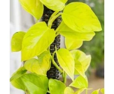 Epipremnum aureum Teruno Champs-Elysses