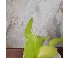 Epipremnum Golden Pothos