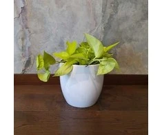 Epipremnum Golden Pothos