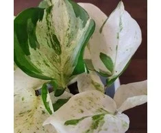 Epipremnum Happy Leaf