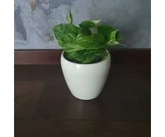 Epipremnum Marble Queen