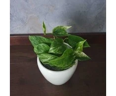 Epipremnum Marble Queen