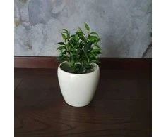 Ficus benjamina Žalias kinky
