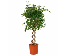 Ficus Benjamina su spiraliniu kotu, 140 cm
