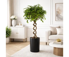 Ficus Benjamina su spiraliniu kotu, 140 cm